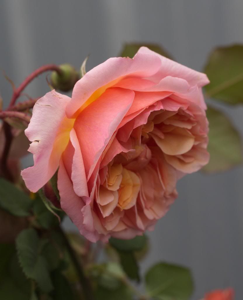 Versigny photo versigny2_zps00b26899.jpg